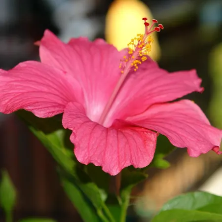 بيت ضيافة Nefeli آغيوس غيوريوس