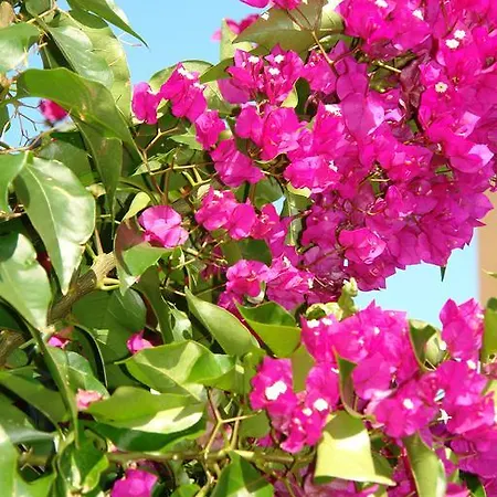 Pensionat Nefeli Agios Georgios (Corfu)